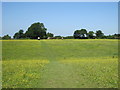 Footpath over field at Backwood