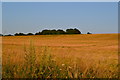 Evening light on field near Owslebury