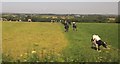 Cattle at Middlewick