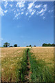 ST9157 : Footpath through the barley by Doug Lee