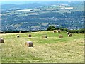 SO1189 : Hay field near Pen-y-wern by Penny Mayes