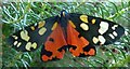 Scarlet Tiger Moth (Callimorpha dominula)