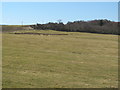 Farmland and Beukley Covert (2)