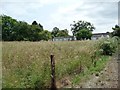 Buildings on Nesbit Lane, St Mary