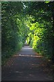 Cycle Path Beside Lyme Brook