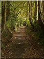 A Restricted Byway in Raleigh Wood