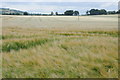 Barley field at Middlewood