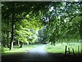 Lane through trees