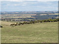 Farmland and gorse northwest of Beukley (2)