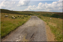 SE1164 : Sheep Grazing, Bewerley Moor by Mark Anderson