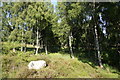 Birch woodland west of the A9 at Aviemore