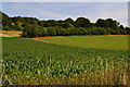 Fields north of Langrish