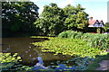 Village pond at Four Elms