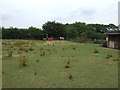 Grazing, Langar