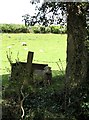J0128 : Grazing sheep in a field west of Carrowbane Road by Eric Jones