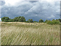 Lowering skies, Pewley Down