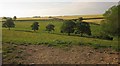 Trees near Burcombe Farm