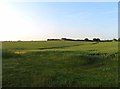 Fields north of Twyford Road