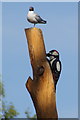 Gull and woodpecker, Landmark Centre, Carrbridge