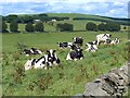 Cows above the valley of the Corrie Water