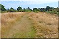 Pennington Common