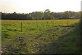 Cattle pasture, Albaston