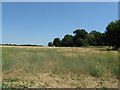 Barley field between the old and new A29