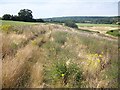 Footpath through wild flowers