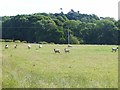 Field with sheep near Parkgate Farm