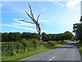 Stricken tree and Black Wood