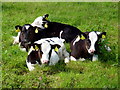 V9041 : Dairy calves by Jonathan Billinger