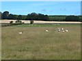 Sheep in field, Brownmoor