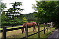 Horse in paddock beside Hookwood Park