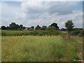 Bridleway at the Edge of Kedleston Park