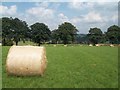 Field of Hay Bales near Priestwood Farm