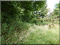 The overgrown track to East Orielton