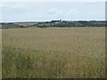 Wheat field