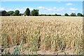 Wheat field near Chapel Bank Farm