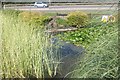 Ornamental Goldfish Pond