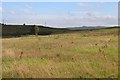 Grassland at West Dougliehill