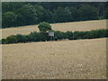 SK9730 : Hide in wheat field by Bob Harvey