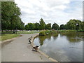TQ2874 : Geese by Mount Pond by Paul Gillett