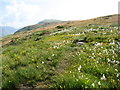 The slopes of Irton Fell