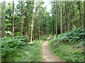 Woodland path, Tilgate Forest