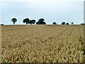 Wheat field