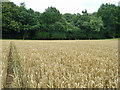 Wheat field