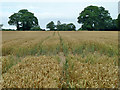 Wheat field