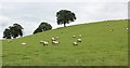 Sheep pasture, Acton Beauchamp