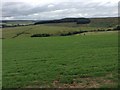 Pasture north of Birkside