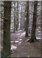 Footpath in the pines of Sandpit Wood